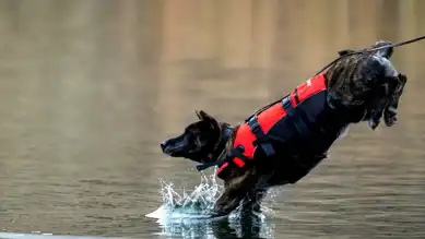 Hassas Burunlu Kurtarıcılar: Jandarma'nın Köpekleri